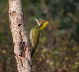 253. Lesser Yellownape