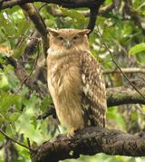 262. Brown Fish-Owl