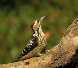 263. Brown-fronted Woodpecker