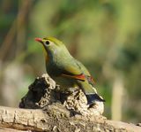 264. Red-billed Leiothrix