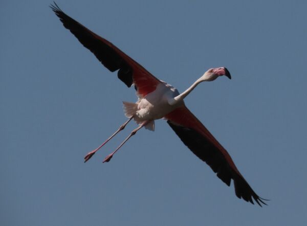 Greater Flamingo May 2025