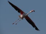 Greater Flamingo May 2025