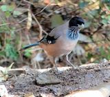 287. Black-headed Jay