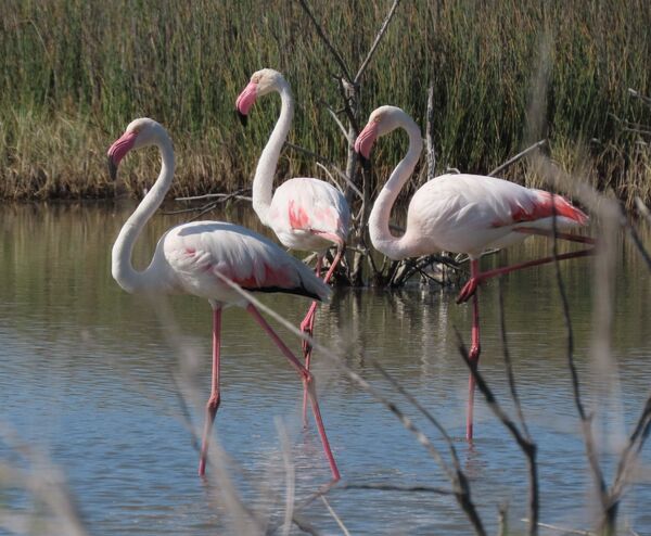 Greater Flamingo May 2025