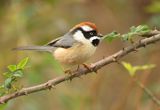 291. Black-throated Tit
