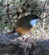 296c. White-throated Laughingthrush