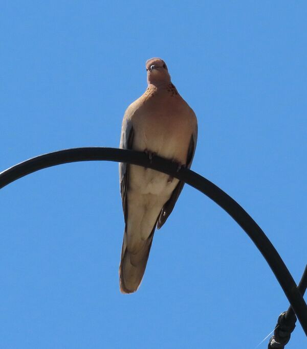 Laughing Dove May 2025