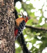 301. Rufous-bellied Woodpecker