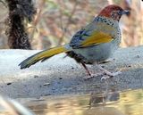 304. Chestnut-crowned Laughingthrush