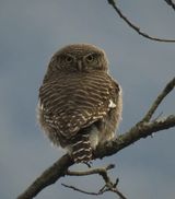 308. Jungle Owlet