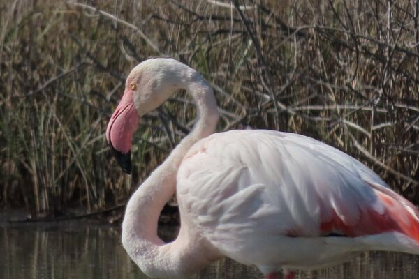 Greater Flamingo May 2025