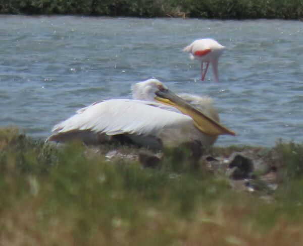 Great White Pelican May 2025