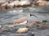 323. Ibisbill