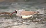 325. Ibisbill