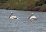 Dalmation Pelican May 2025