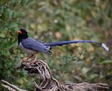 353. Red-billed Blue Magpie