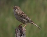 CornBunting May 2025