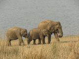 361. Elephants
