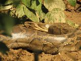 377. Indian Rock Python