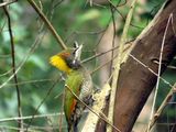 381. Lesser Yellownape