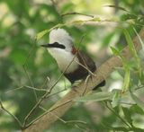382. White-crested Laughingthrush