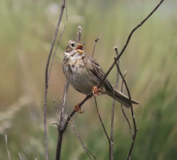 Corn Bunting May 2025