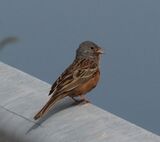 Cretzschmar's Bunting May 2025