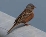Cretzschmar's Bunting May 2025