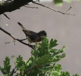 Sub-alpine Warbler May 2025