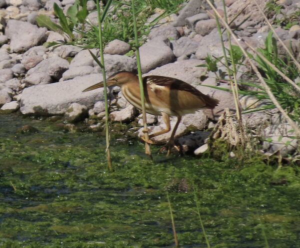 Little Bittern May 2025
