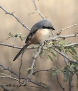 5. Long-tailed Shrike