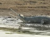 51. Gharial ~ Chambal River