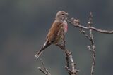 Linnet May 2025