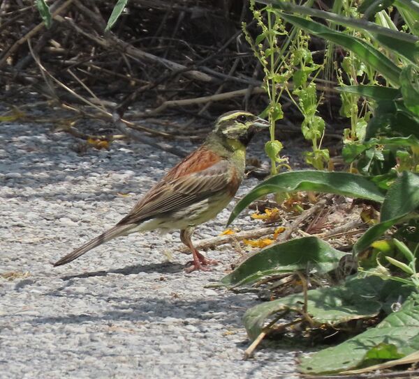 Cirl Bunting May 2025