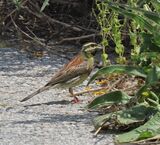 Cirl Bunting May 2025
