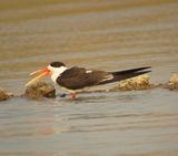 58a. Indian Skimmer