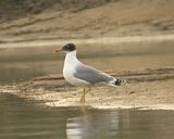 61. Pallas' Gull