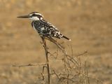 62. Pied Kingfisher