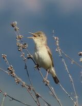 Reed Warbler May 2025
