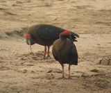 63. Red-naped Ibis