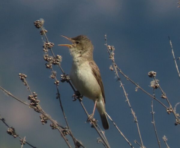 Reed Warbler May 2025