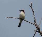 Woodchat Shrike May 2025