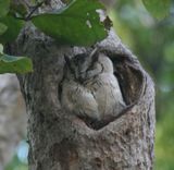69. Indian Scops Owl