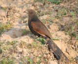 71. Greater Coucal