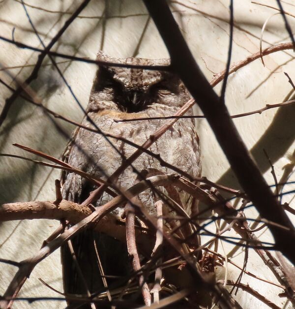 Scops Owl May 2025