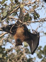 72. Fruit Bat ~ Flying Fox