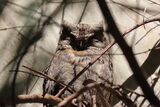 Scops Owl May 2025