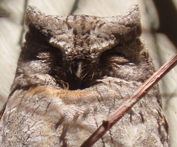 Scops Owl May 2025