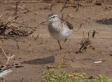 Wood Sandpiper May 2025