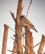82. Brahminy Starling